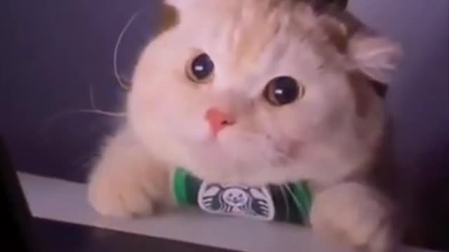 Cute cat watching song