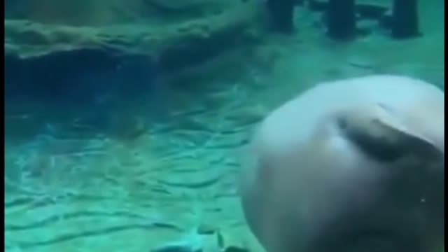 Is this a sea pig? It's so fat. It looks funny