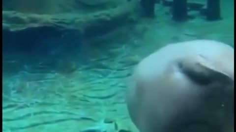 Is this a sea pig? It's so fat. It looks funny