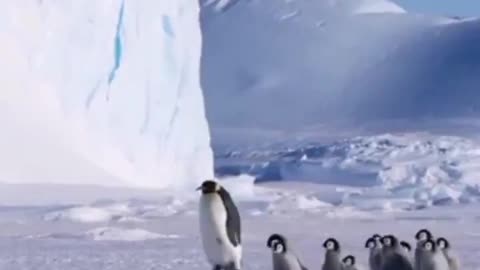 Life of Penguins