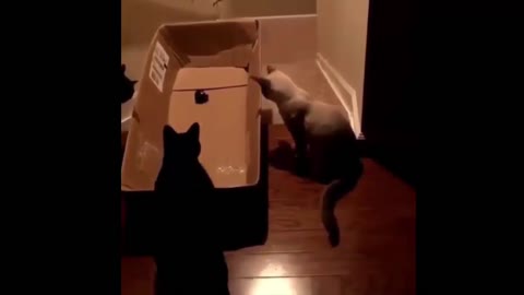 Funny cat video