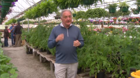 Tomato Container Gardening