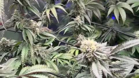 Grow vlog #1 welcome to my grow show!