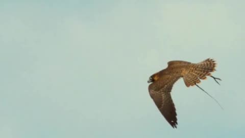 Falcon flying