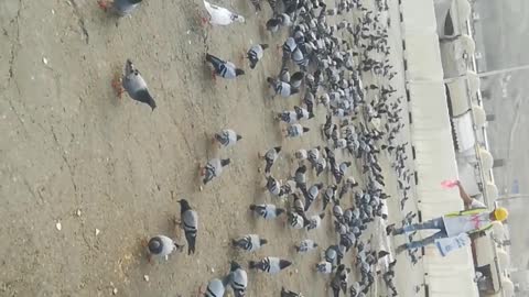 Pigeons in Mecca