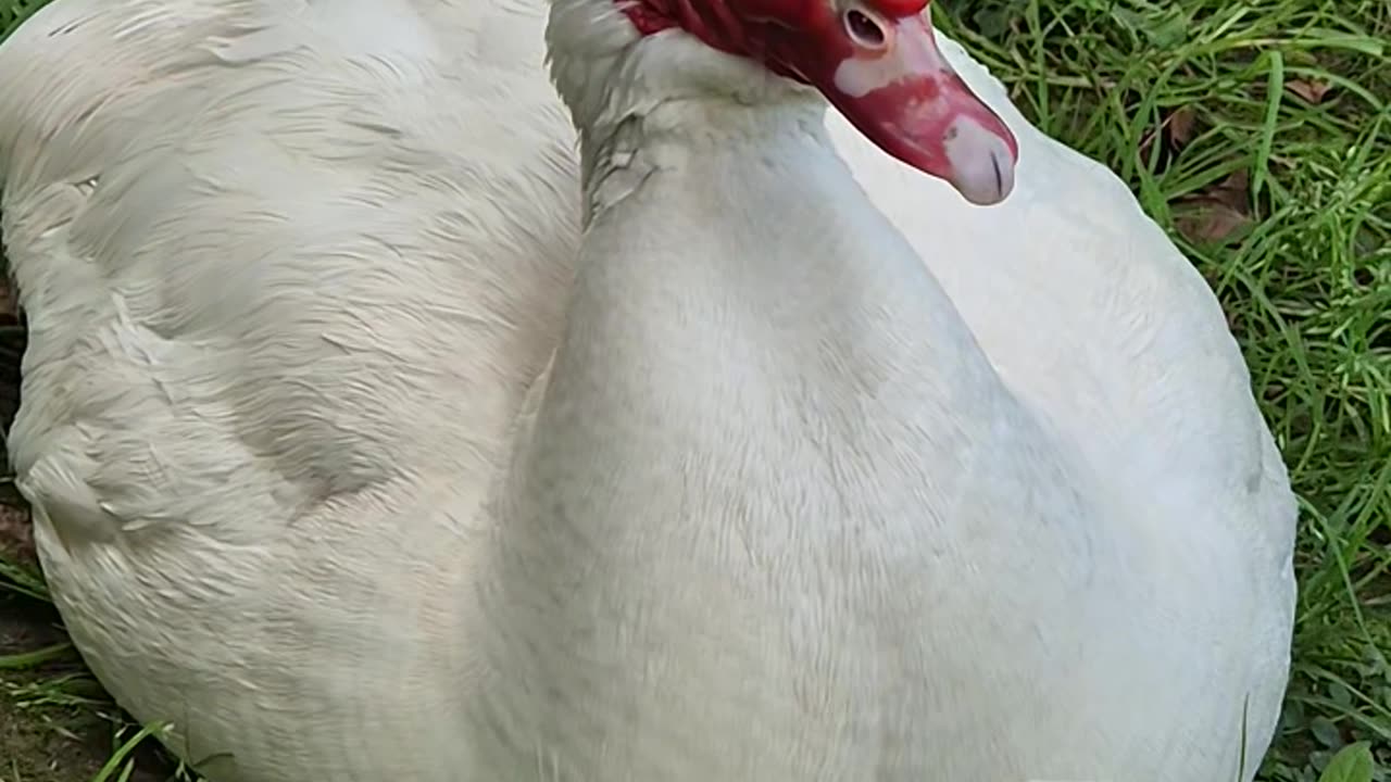 Cute goose