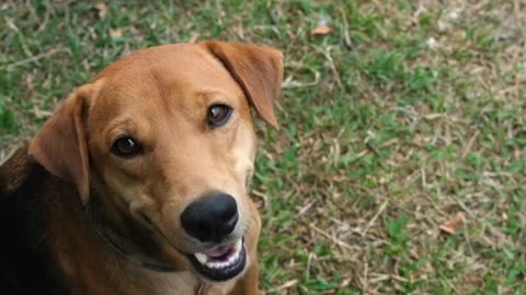 A dog looks at a camera and laughs