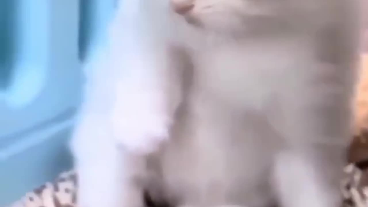Cat 😺