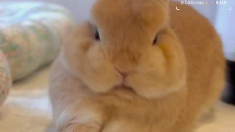 cute rabbit