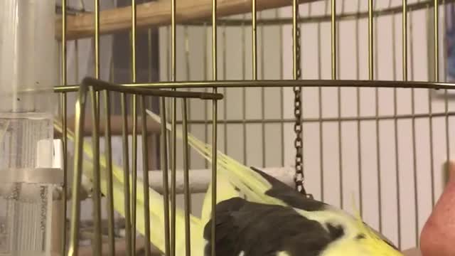 Yellow bird rubbing beak against guys nose