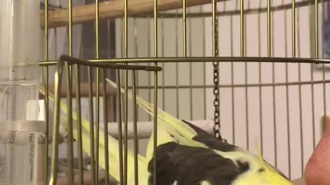 Yellow bird rubbing beak against guys nose