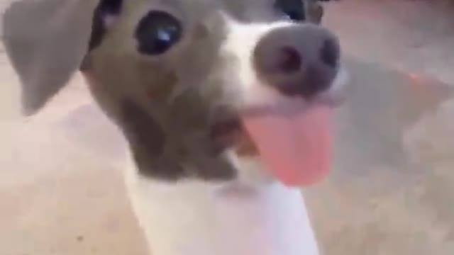Have you ever seen a dog with a long neck and cuteness?