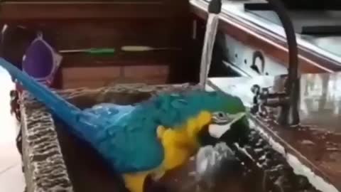 Parrot having its own fun