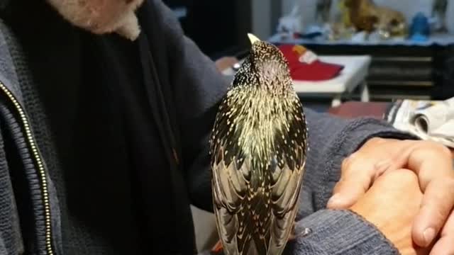 Bird Trained to Whistle a Tune