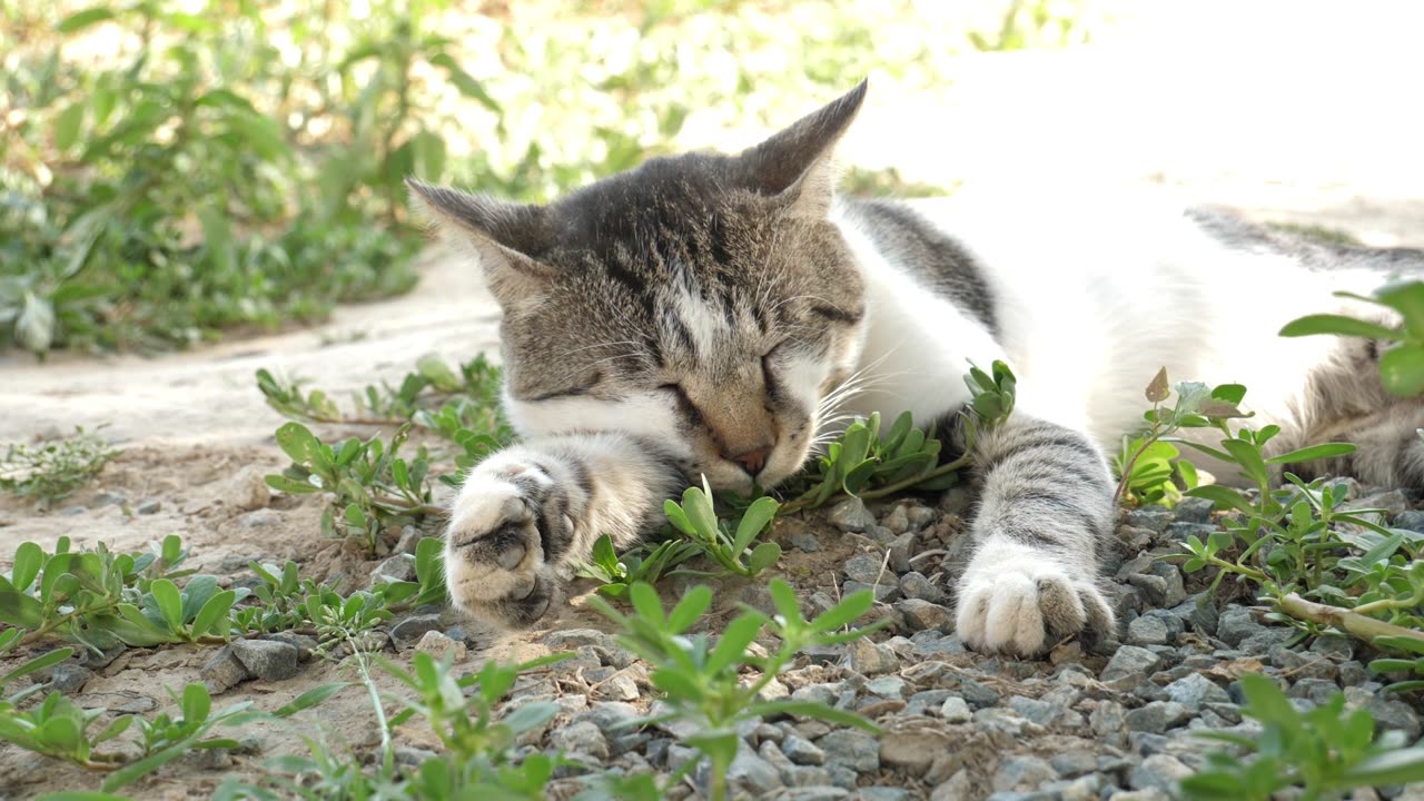 cat video