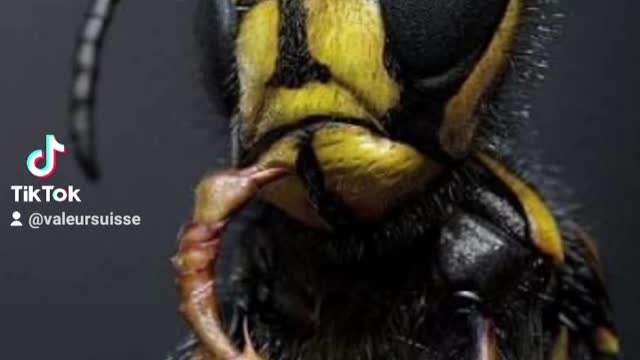 To bee or not to bee