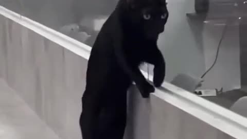 Cat practicing for walking across a tight rope