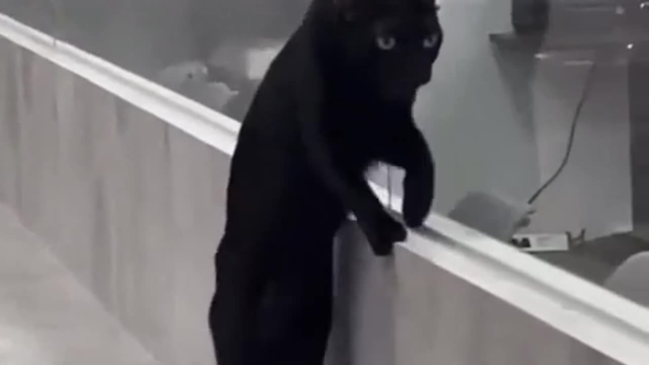 Cat practicing for walking across a tight rope
