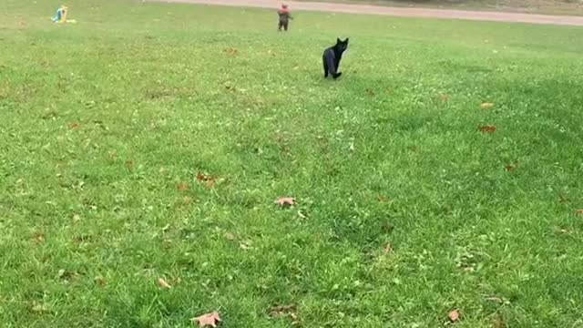 #funnycat #viral #cat #cats #Trending #viralpost #Funny #funnyvideos #catlover #comedy