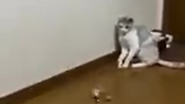 Funny cats