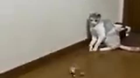 Funny cats