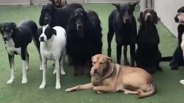 Here we have two types of dogs...