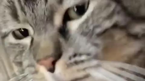 Cute 🐱 cat funny video 😚😄🥰