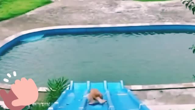 Funniest dog is entertaining at swimming pool