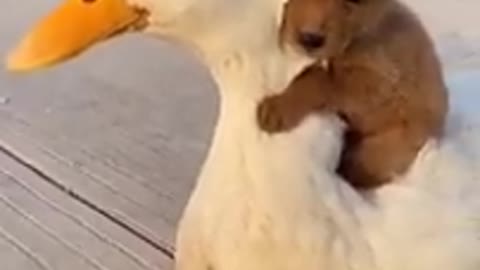 It turns out that swans and puppies can be friends