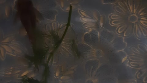 Cute little fish