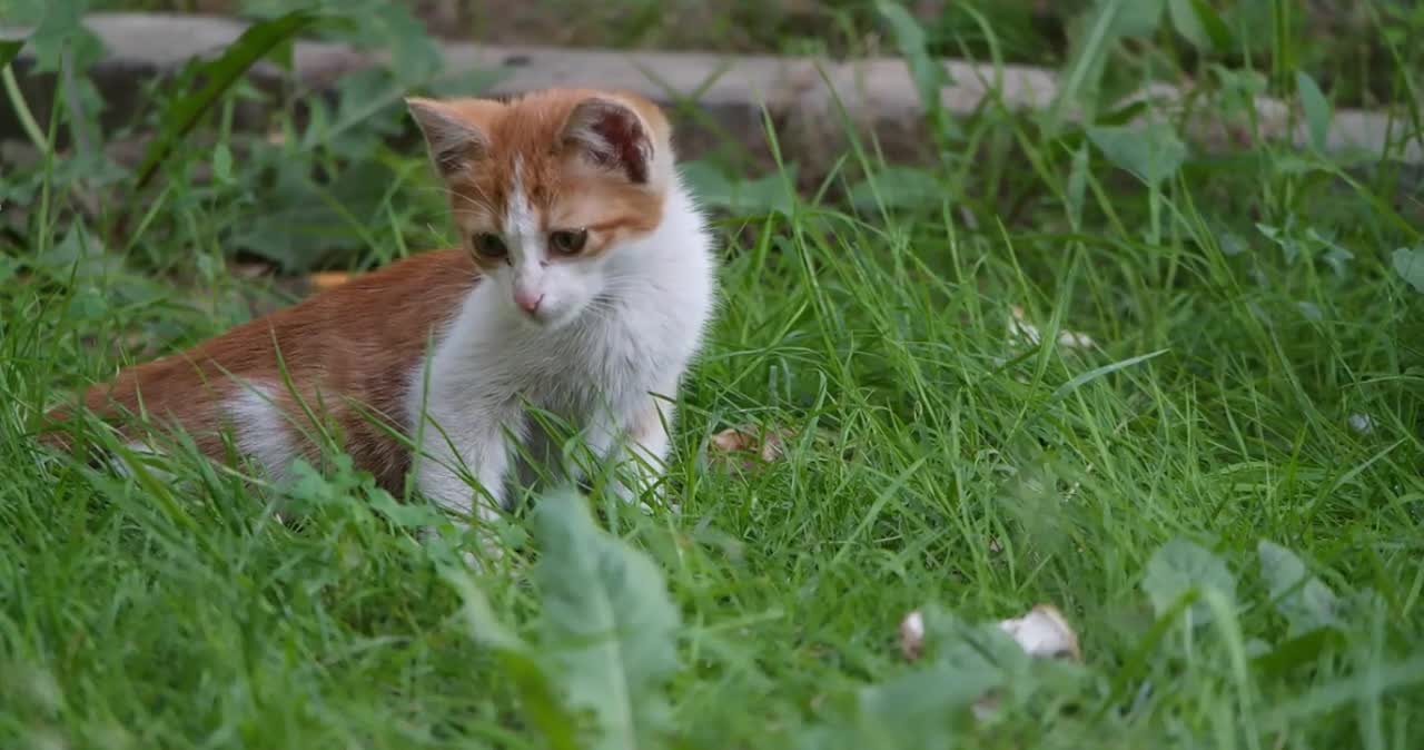 cat play with boy