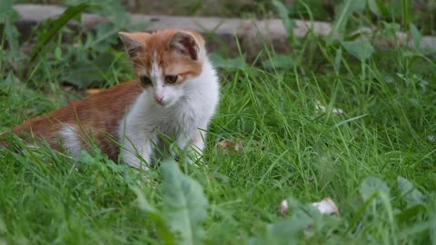 cat play with boy