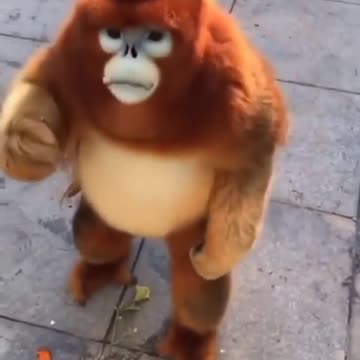 É um macaco ou um ursinho de pelúcia?