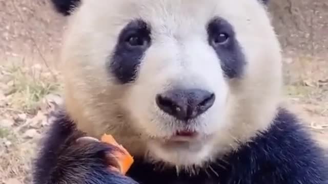 This panda is the cutest!