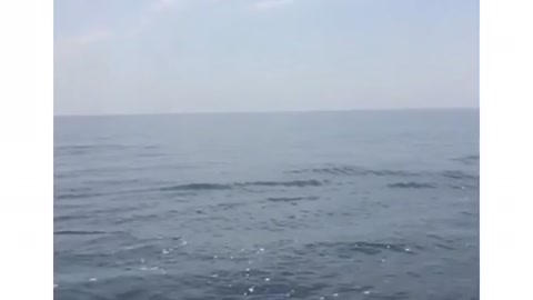 Amazing dolphins in the Black Sea 🌊