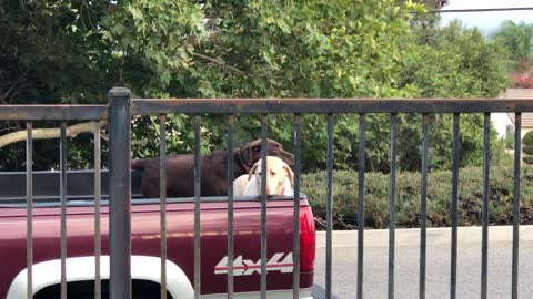 Welcoming Committee at the Dog Park