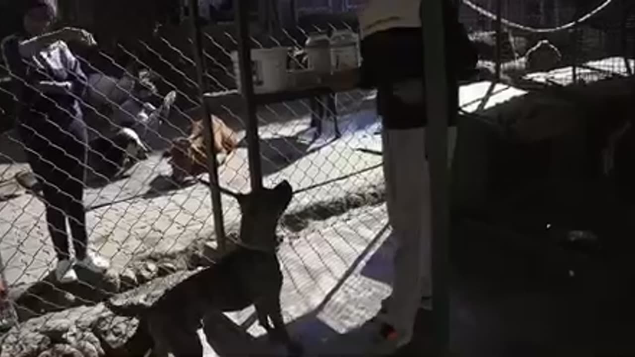 Story of a Fighter Pitbull ( Boss ) | ❤️ must watch like and share 🔔