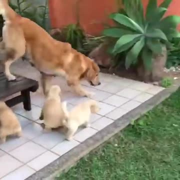 golden retriever running away from her puppies.mp4