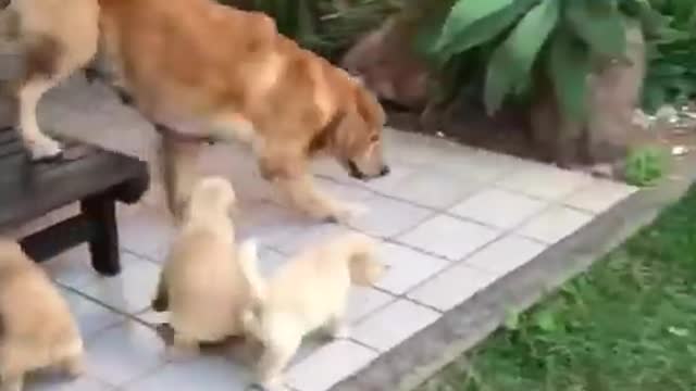 golden retriever running away from her puppies.mp4