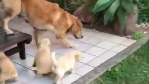 golden retriever running away from her puppies.mp4