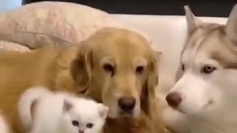 Dogs and Kitty Best Buddies