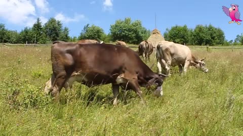 Cow video cows mooing and crazing in a field