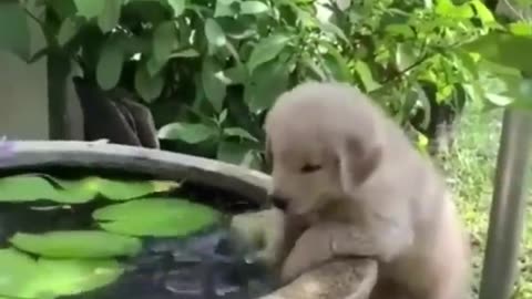 Cute baby animals Videos Compilation cutest moment of the animals - Cutest Puppies #2