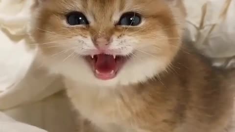OMG 😱 cute cat 😱😘😘