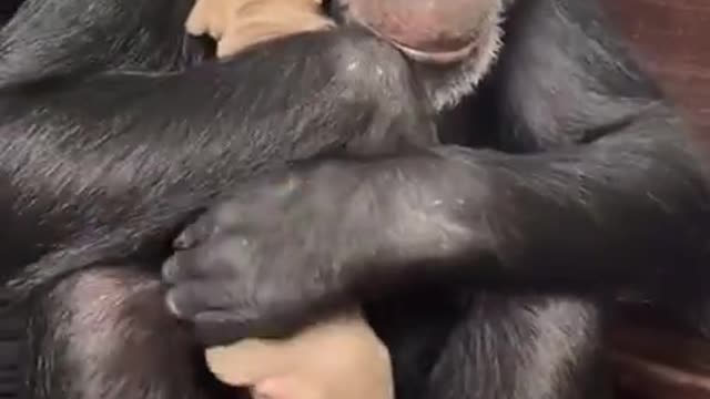 Monkey And Puppy