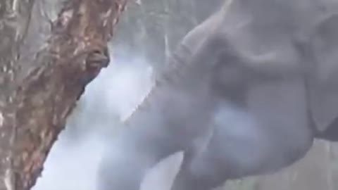 Elephant Enjoys a Relaxing Afternoon