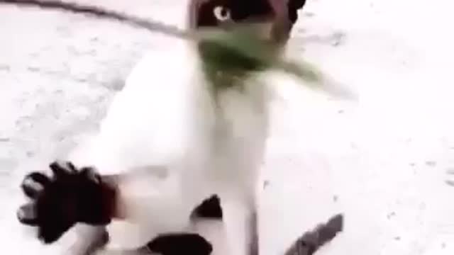 My siamese cats are kung fu fighters