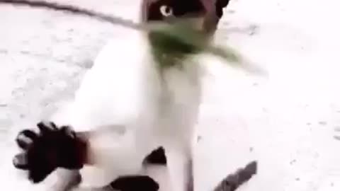 My siamese cats are kung fu fighters