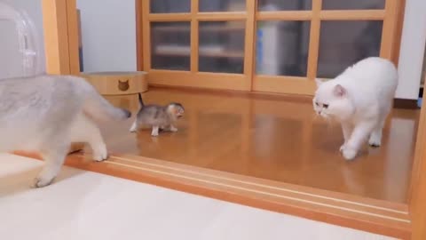 The kitten approaching the daddy #cat #cute #kitten #pets #meow #videos #shorts #dog.