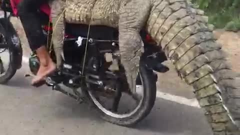 Voleur de dangereux crocodile